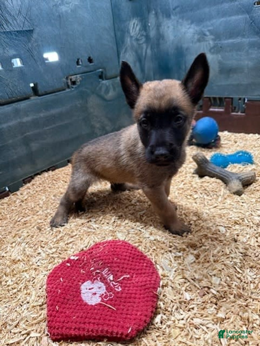 Belgian Malinois dogs for sale: Major - Image 1