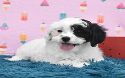 Cavapoo dogs for sale: Wren - Image 4