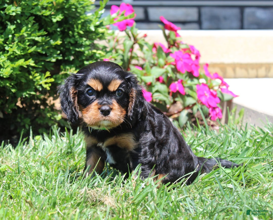 Cavalier King Charles Spaniel dogs for sale: Hope - Image 9
