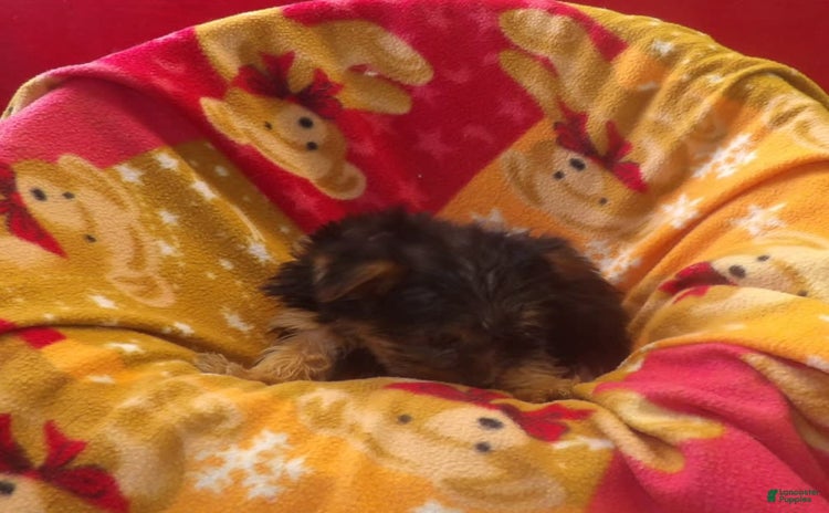 Yorkshire Terrier dogs for sale - Ad 4