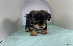 Yorkshire Terrier dogs for sale: Teddy - Image 1