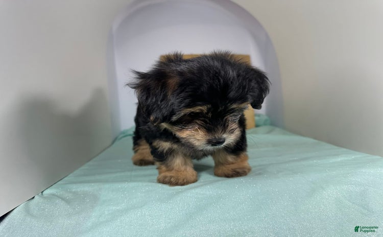 Yorkshire Terrier dogs for sale - Ad 2