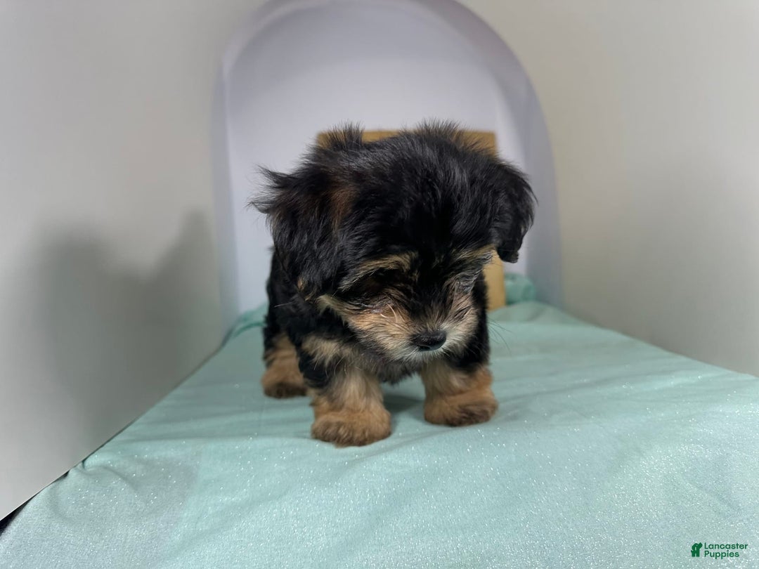 Yorkshire Terrier dogs for sale: Teddy - Image 1