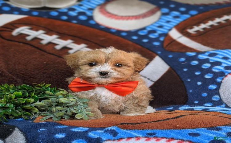Maltipoo dogs for sale - Ad 2