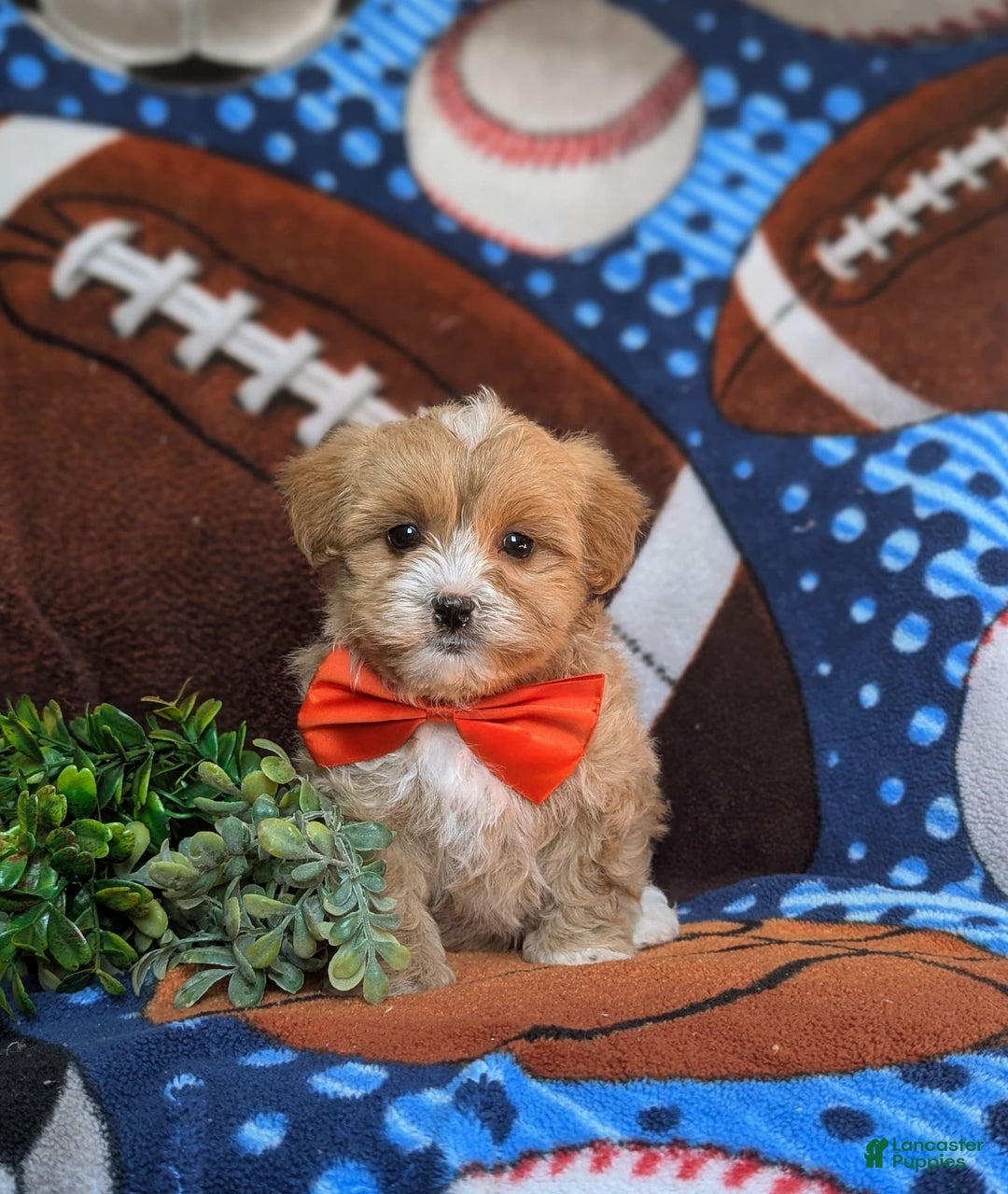 Maltipoo dogs for sale: Stratford - Image 11