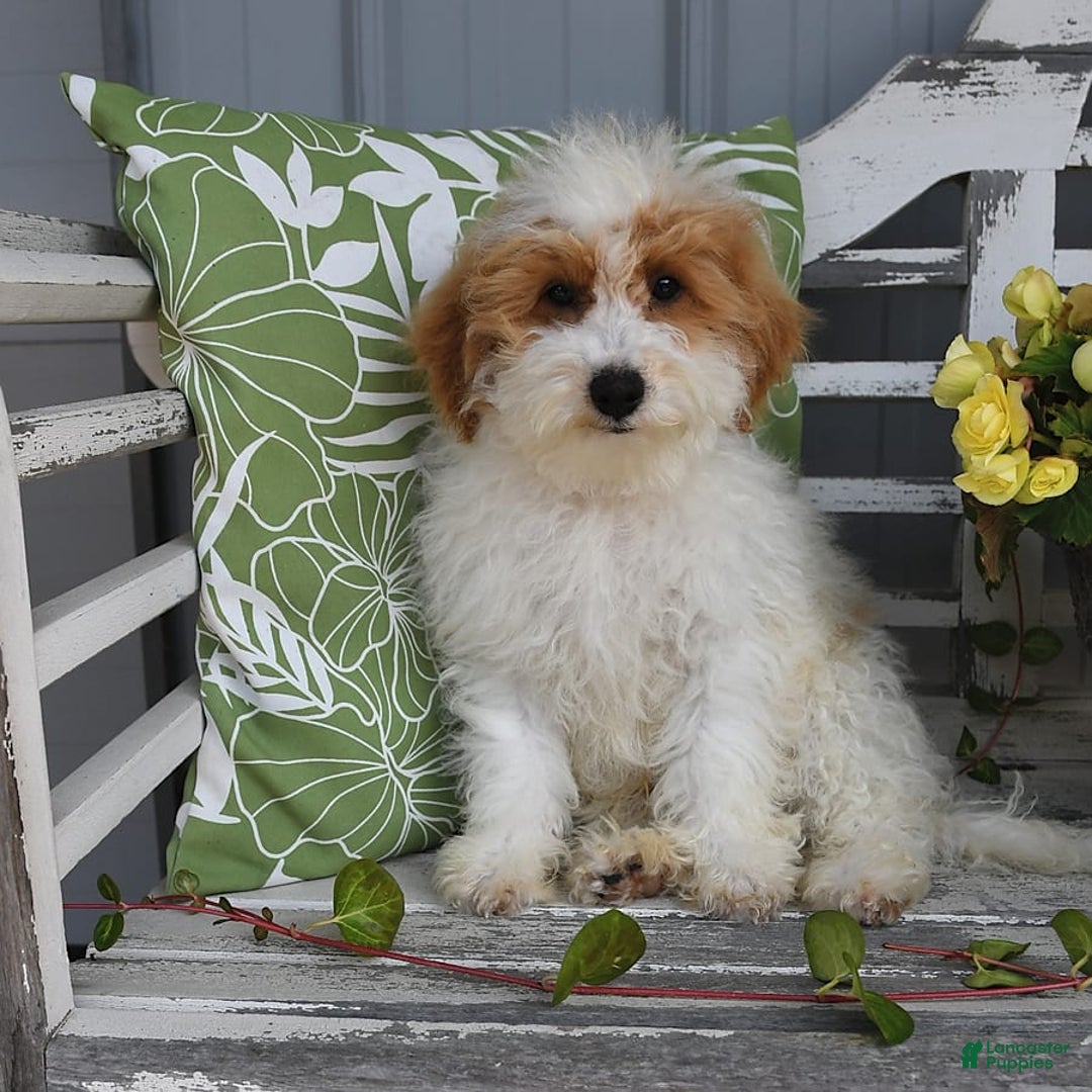 Lhasapoo dogs for sale: Cobi - Image 4