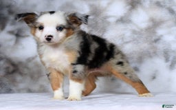  dogs for sale: Maverick - Image 9