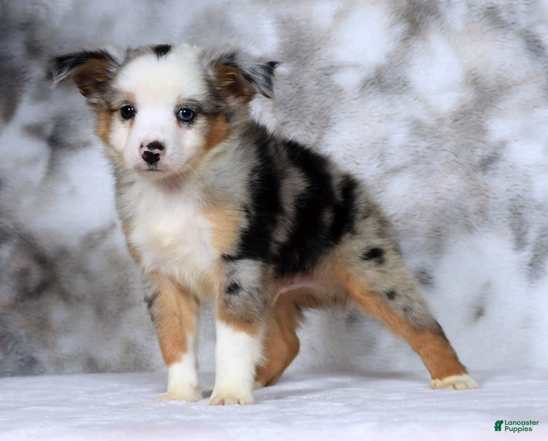  dogs for sale: Maverick - Image 9