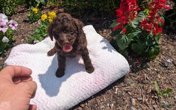 Toy Poodle dogs for sale: Buffy - Image 10
