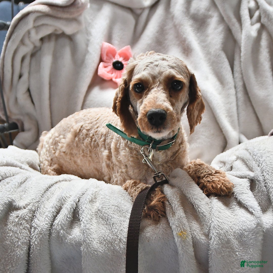 Miniature Poodle dogs for sale: Justin Ray - Image 4