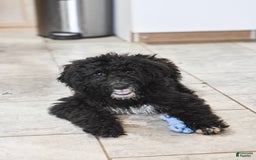 Goldendoodle dogs for sale: Paisley - Image 5