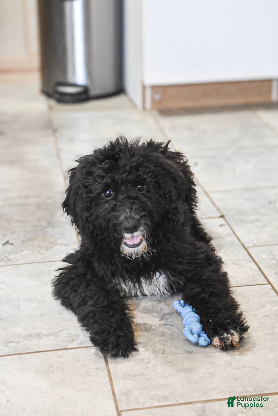 Goldendoodle dogs for sale: Paisley - Image 5