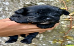 Miniature Schnauzer dogs for sale: Buddy - Image 2
