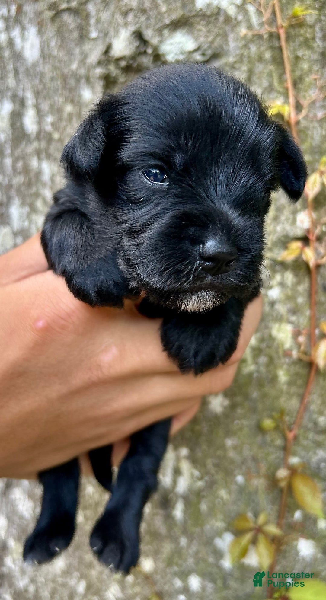 Miniature Schnauzer dogs for sale: Buddy - Image 2