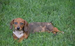 Dachshund dogs for sale: Wrenna - Image 3