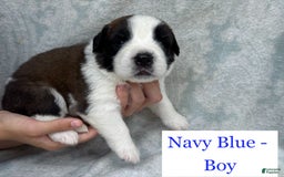 Saint Bernard dogs for sale: 14 Saints Available - Image 31