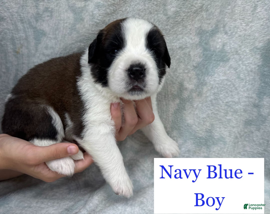 Saint Bernard dogs for sale: 14 Saints Available - Image 31
