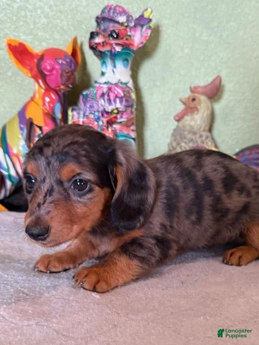 Miniature Dachshund dogs for sale: Gem - Image 4