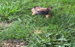 French Bulldog dogs for sale: Ben - Image 1