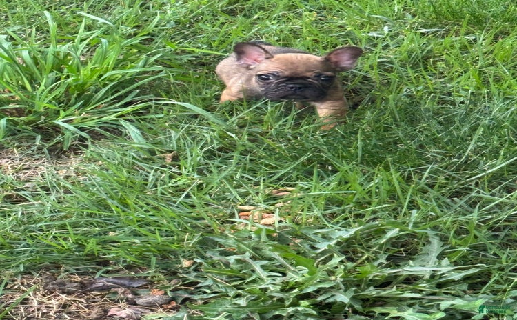 French Bulldog dogs for sale - Ad 3