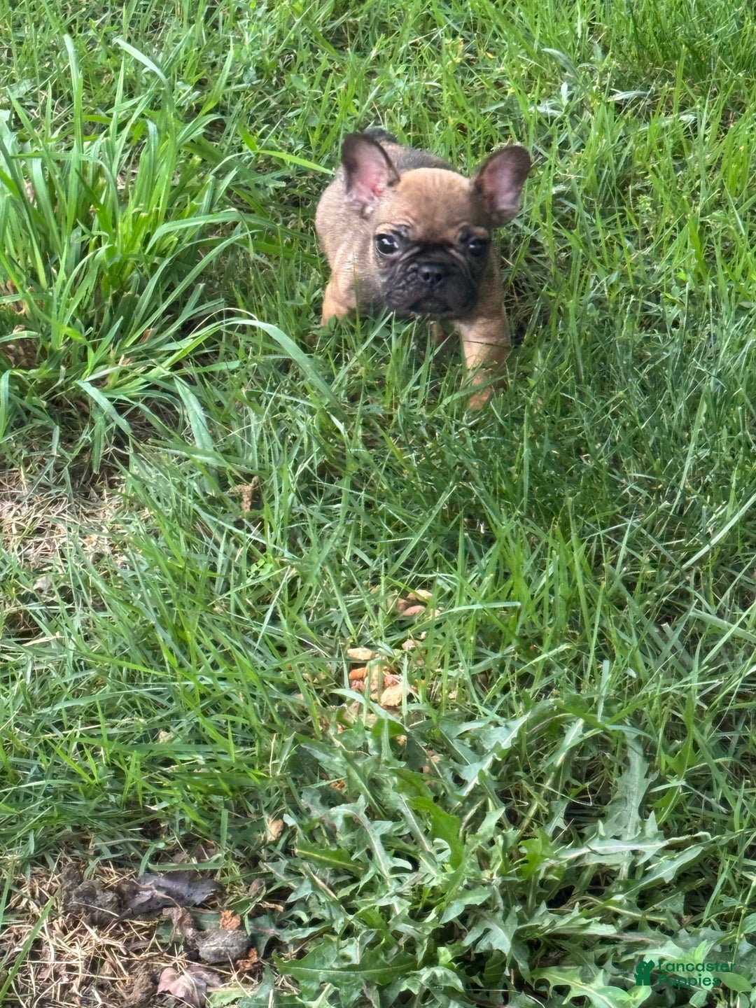 French Bulldog dogs for sale: Ben - Image 1