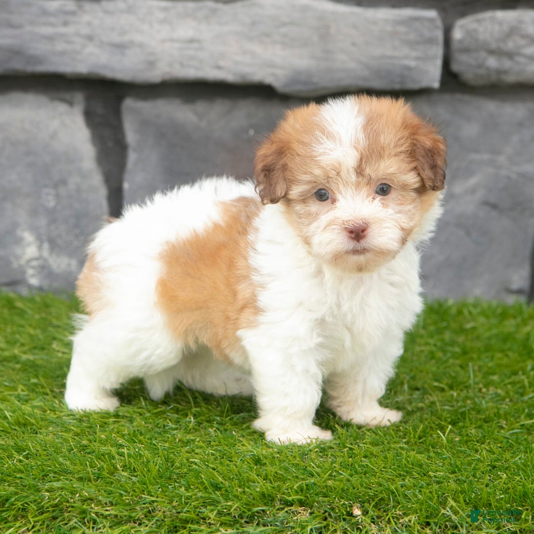 Havanese dogs for sale: Carly - Image 6