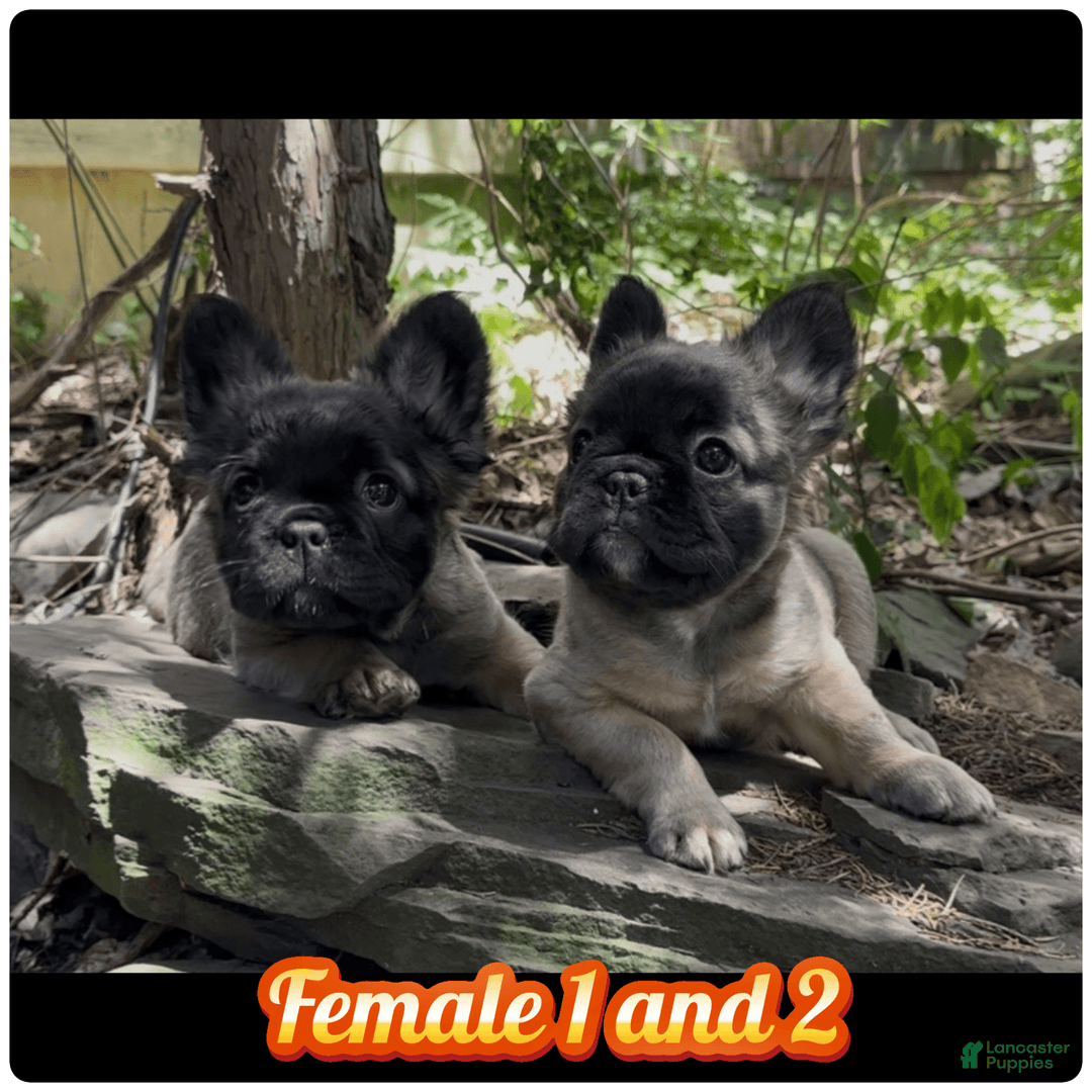 French Bulldog dogs for sale: Lucia - Image 7