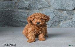 Miniature Poodle dogs for sale: Dolly - Image 5