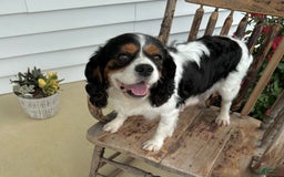 Cavalier King Charles Spaniel dogs for sale: Roscoe - Image 8