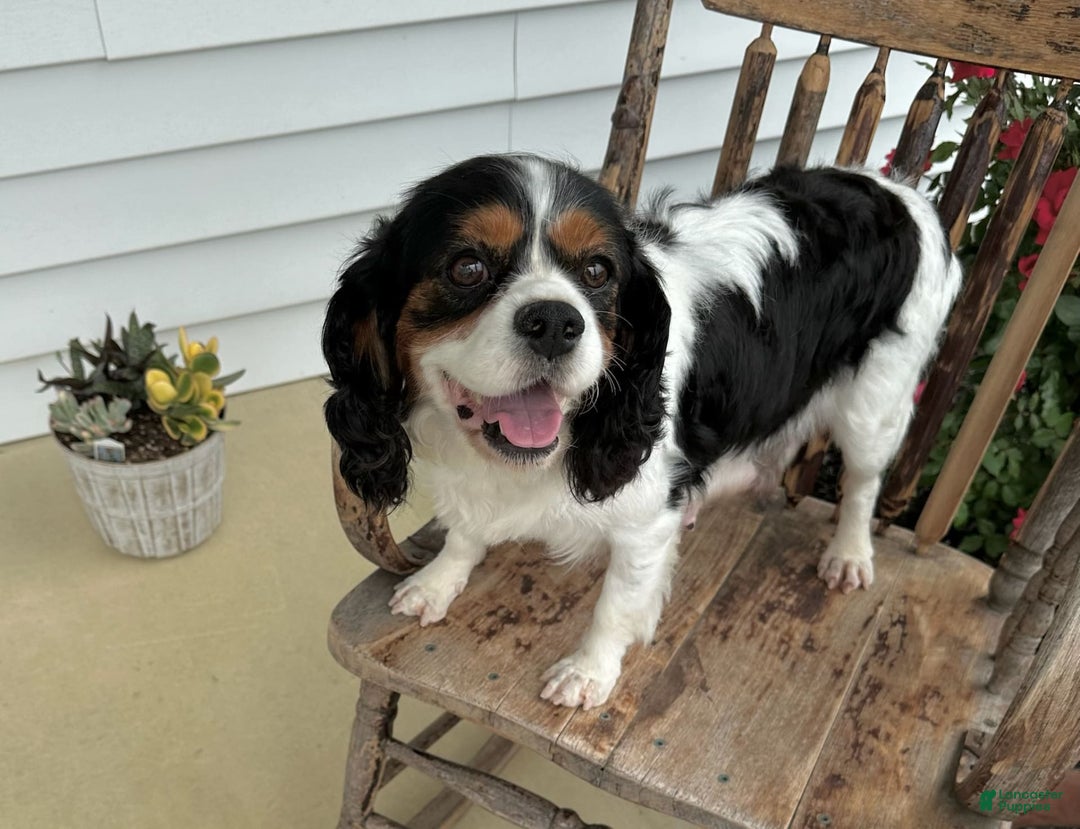 Cavalier King Charles Spaniel dogs for sale: Roscoe - Image 8