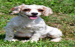Cavapoo dogs for sale: Abby - Image 8