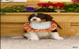 Bernedoodle dogs for sale: Mae - Image 1