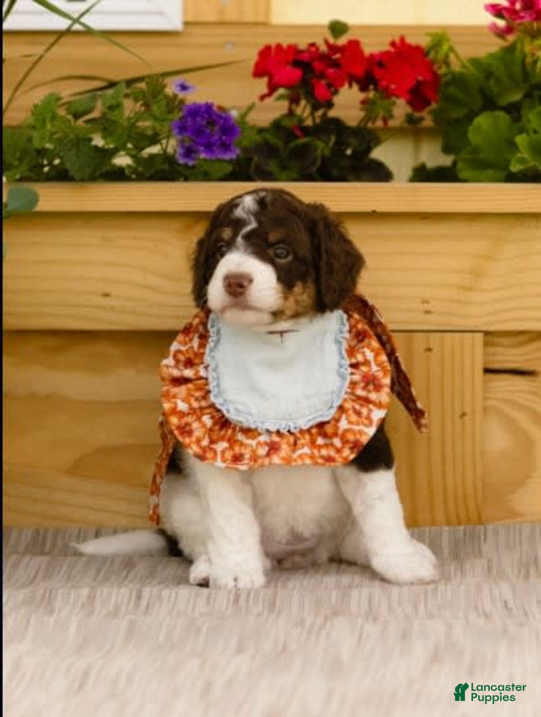 Bernedoodle dogs for sale: Mae - Image 1