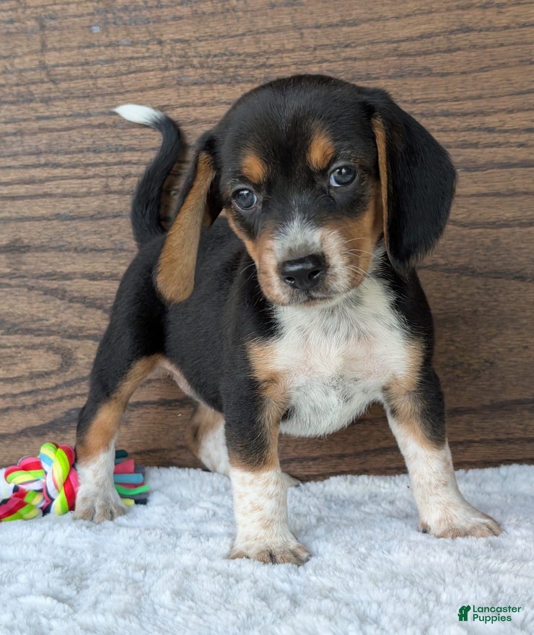 Beagle dogs for sale: Molly - Image 9