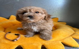 Maltipoo dogs for sale: Nicki - Image 3