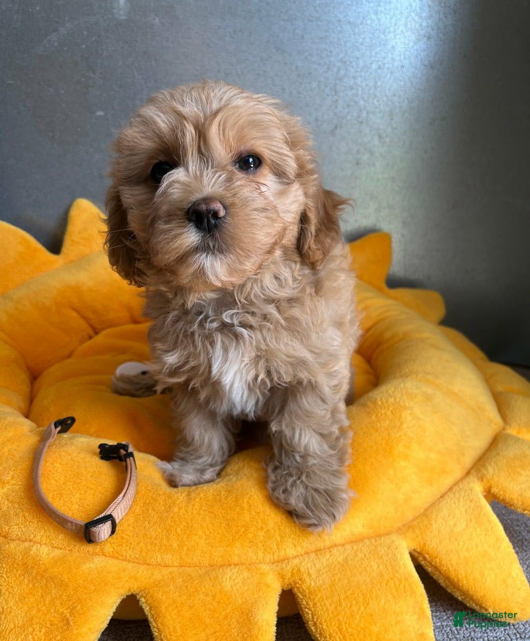 Maltipoo dogs for sale: Nicki - Image 3