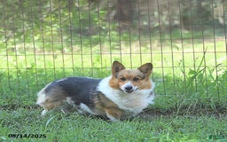 Welsh Corgi Pembroke dogs for sale: Megan - Image 7