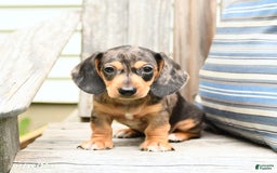 Miniature Dachshund dogs for sale: Dustin - Image 3