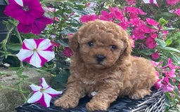Toy Poodle dogs for sale: Summer - Image 4