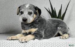 Australian Cattle Dog dogs for sale: Mike - Image 8