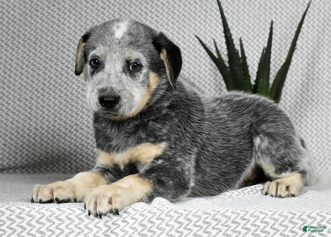 Australian Cattle Dog dogs for sale: Mike - Image 8