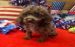 Cockapoo dogs for sale: Carla - Image 1