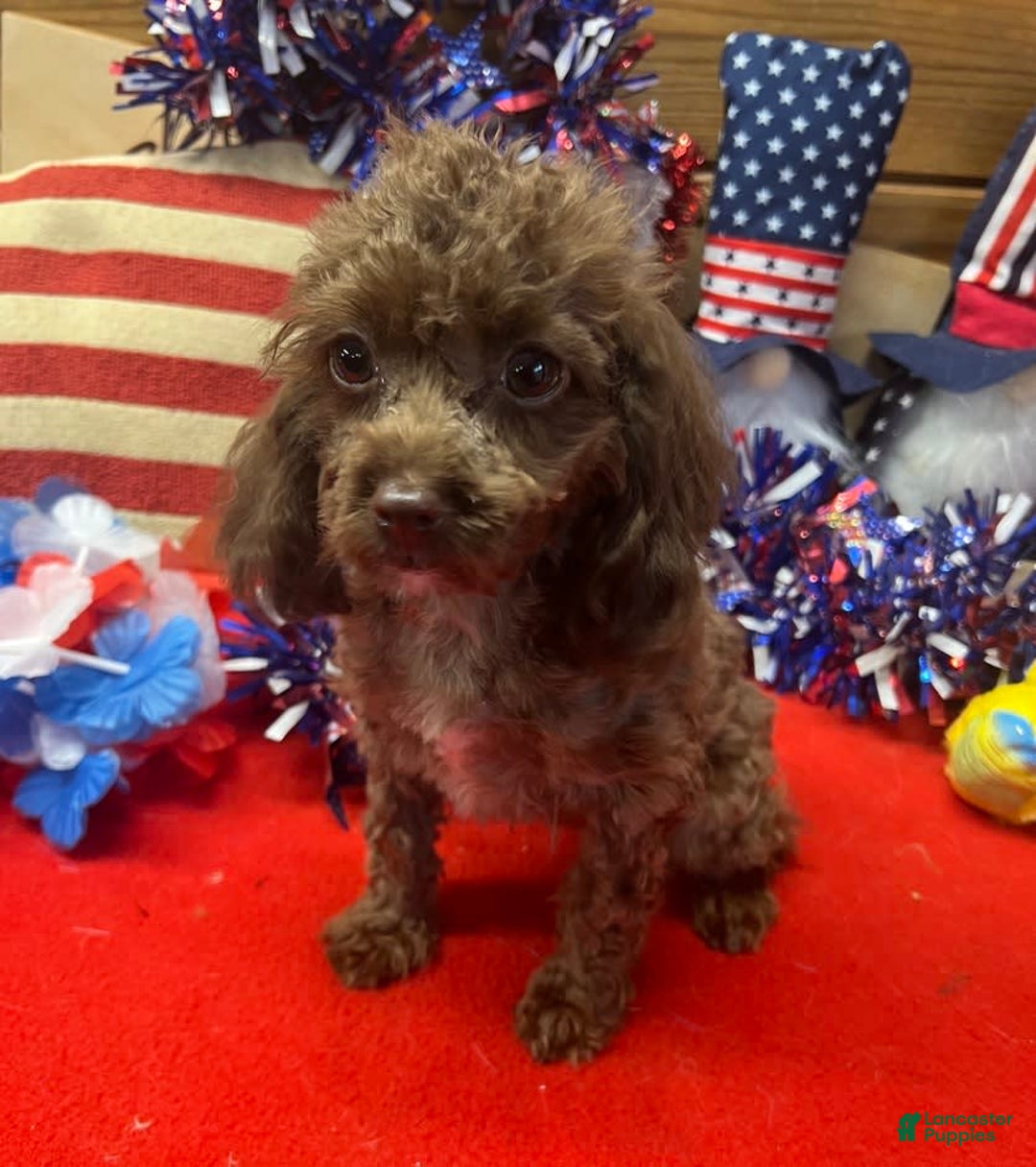 Cockapoo dogs for sale: Carla - Image 1