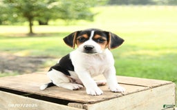 Beagle dogs for sale: Lily - Image 1
