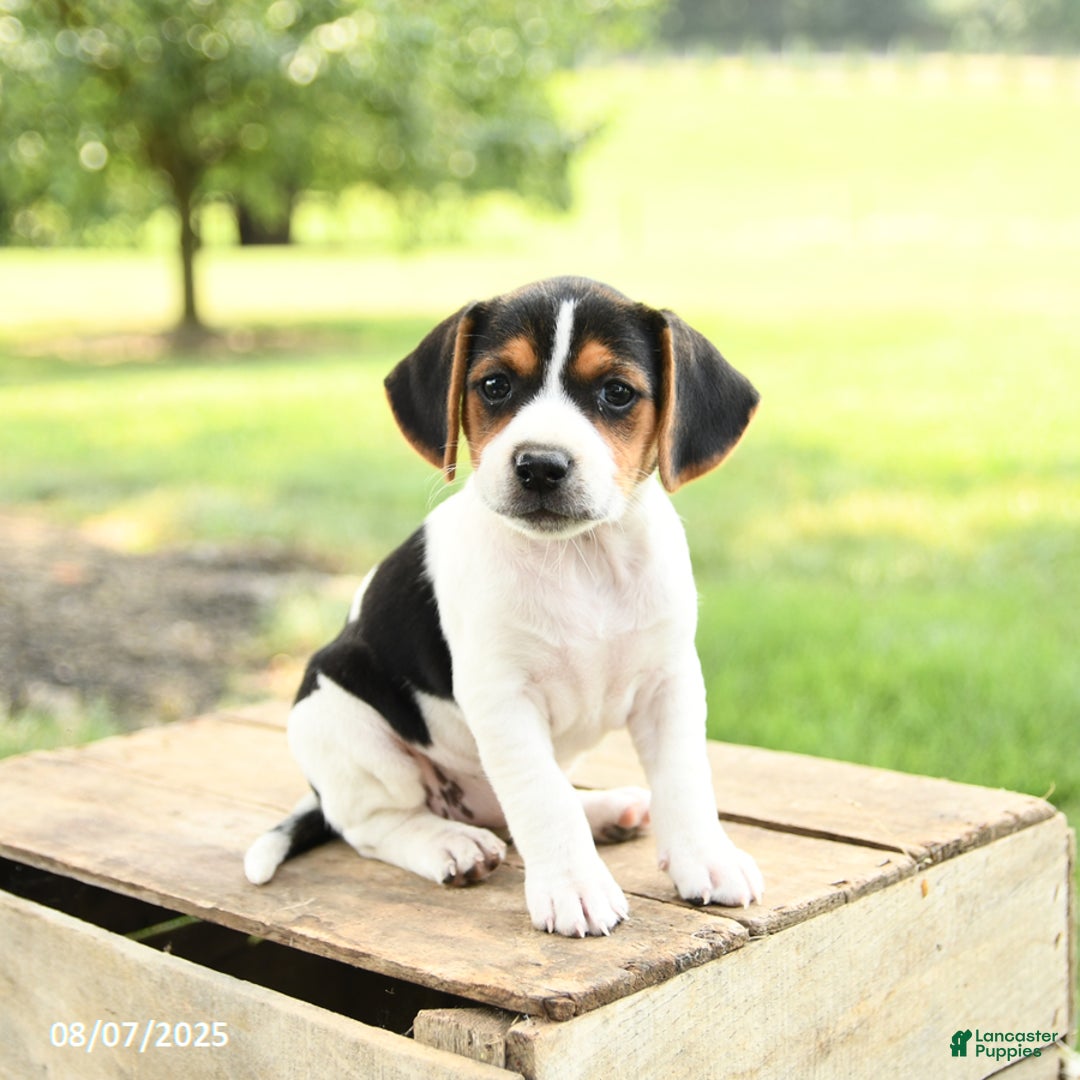 Beagle dogs for sale: Lily - Image 1