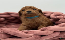 Toy Poodle dogs for sale: Bruno - Image 3