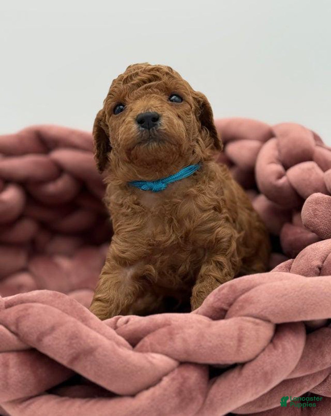 Toy Poodle dogs for sale: Bruno - Image 3