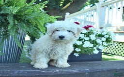 Maltipoo dogs for sale: Rascal - Image 4