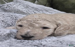 Standard Poodle dogs for sale: Maple - Image 1