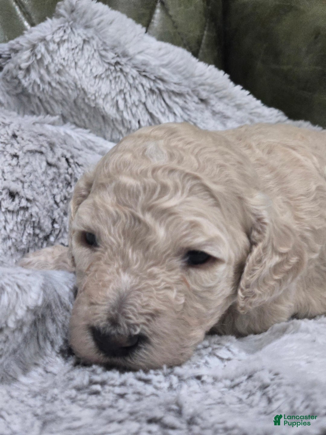 Standard Poodle dogs for sale: Maple - Image 1